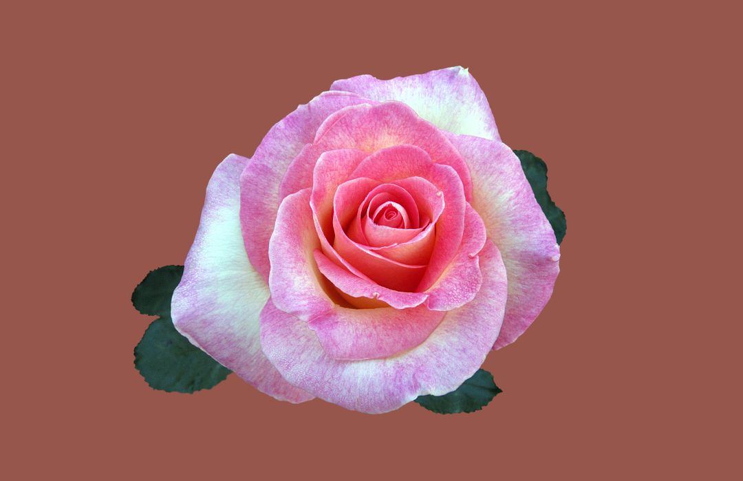 Close-up of Single Pink Rose with Brown Background - Free Images, Stock Photos and Pictures on Pikwizard.com