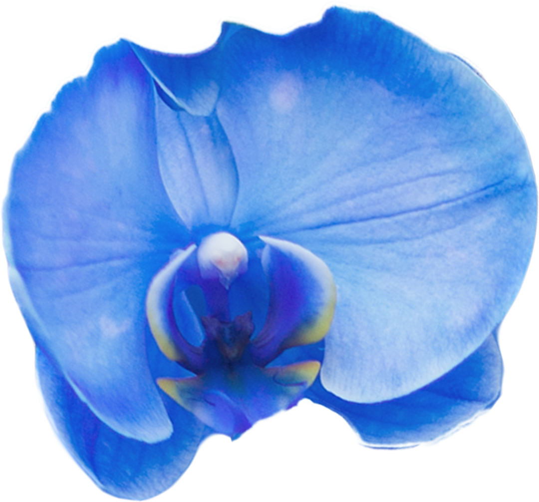 Close-Up of Beautiful Blue Orchid Flower on Transparent Background - Download Free Stock Images Pikwizard.com