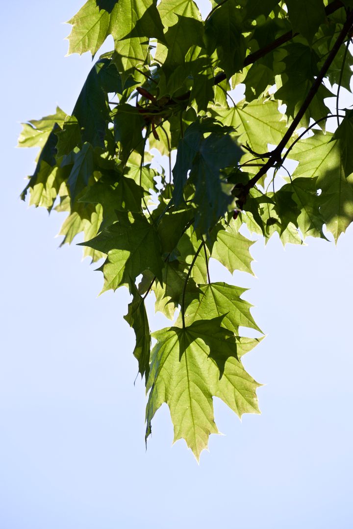 Sunlight Filtering Through Green Maple Leaves on Tree Branch - Free Images, Stock Photos and Pictures on Pikwizard.com