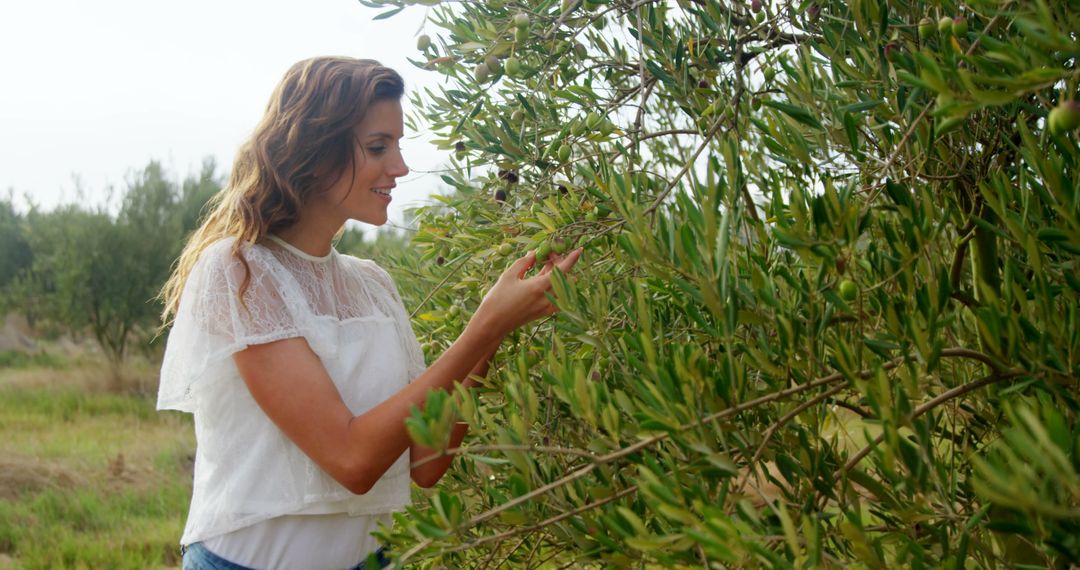 Young Woman Picking Olives in Orchard on a Sunny Day - Free Images, Stock Photos and Pictures on Pikwizard.com