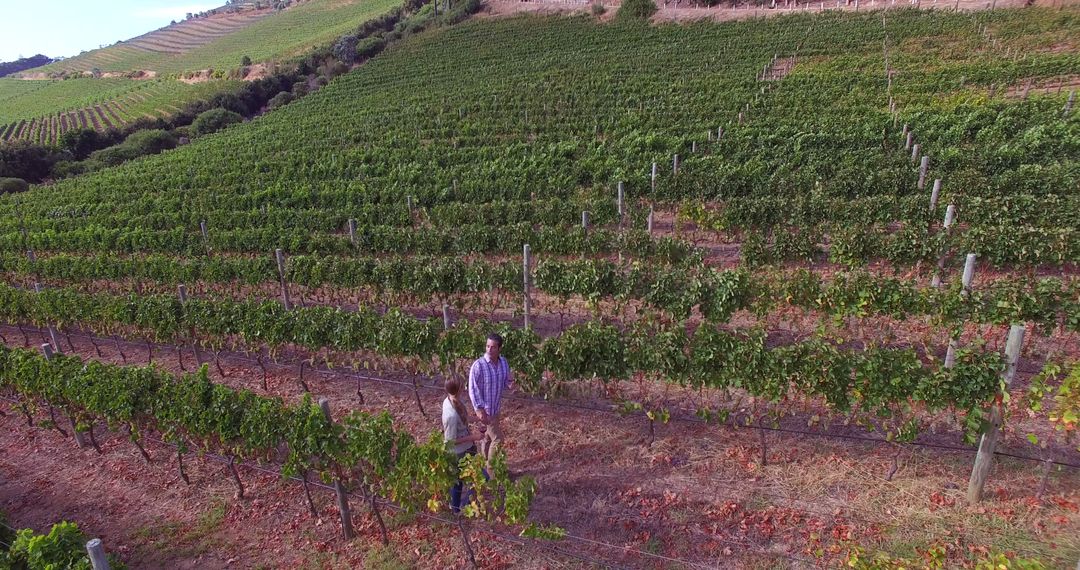 Drone image of couple walking in wine farm - Free Images, Stock Photos and Pictures on Pikwizard.com
