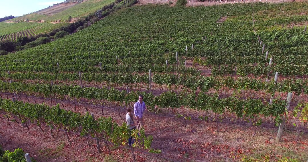 Couple Walking in Lush Vineyard on Sunny Day - Free Images, Stock Photos and Pictures on Pikwizard.com