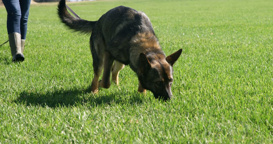 German Shepherd sniffs the ground in a sunny park - Free Images, Stock Photos and Pictures on Pikwizard.com