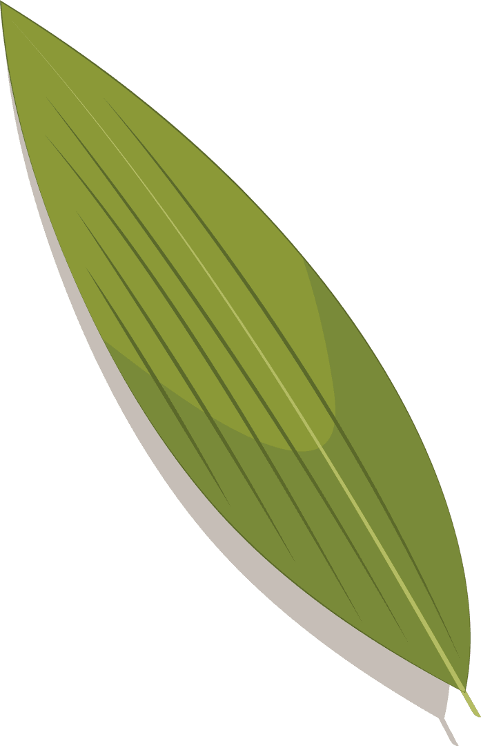 Stylized Lanceolate Leaf with Veins on Transparent Background