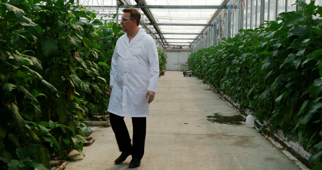 Scientist Examining Plants in Agricultural Greenhouse