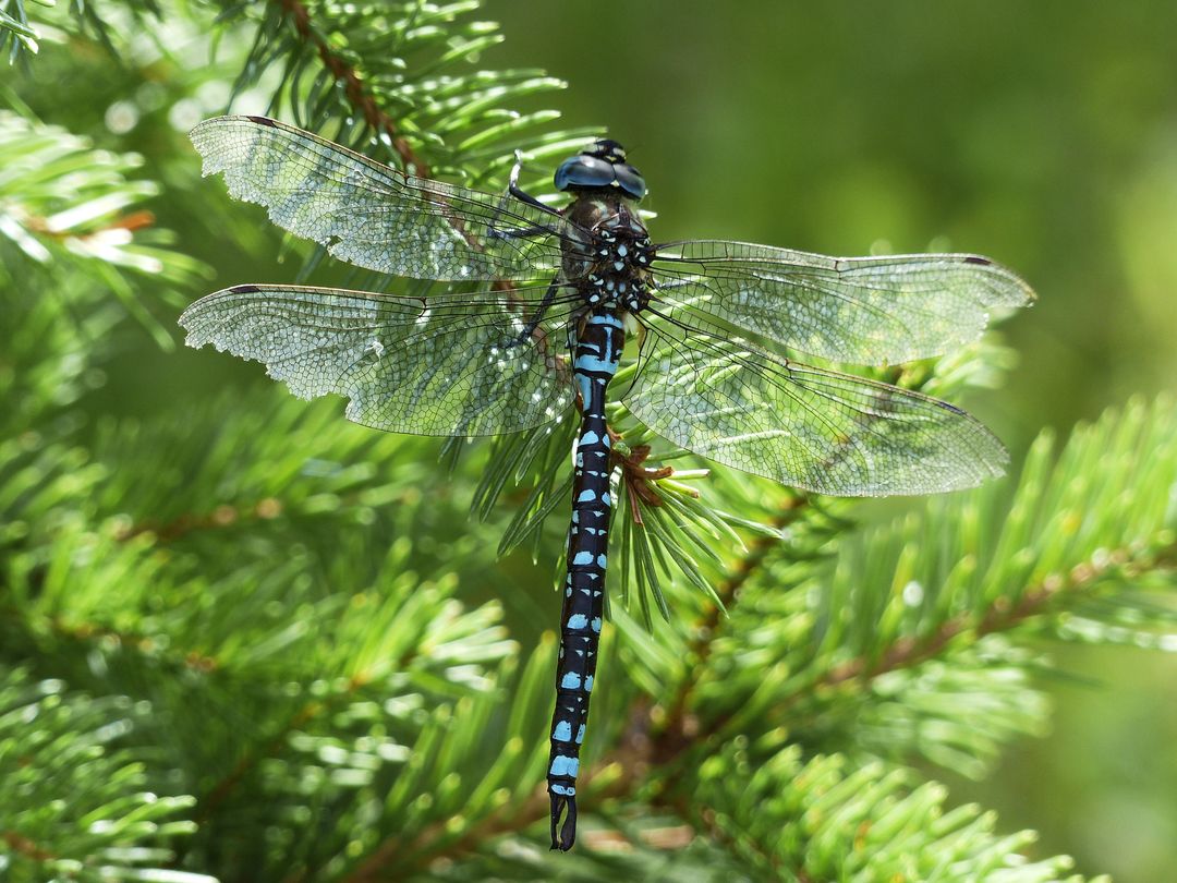 Close-up of Vibrant Blue Dragonfly on Pine Tree Branch - Free Images, Stock Photos and Pictures on Pikwizard.com