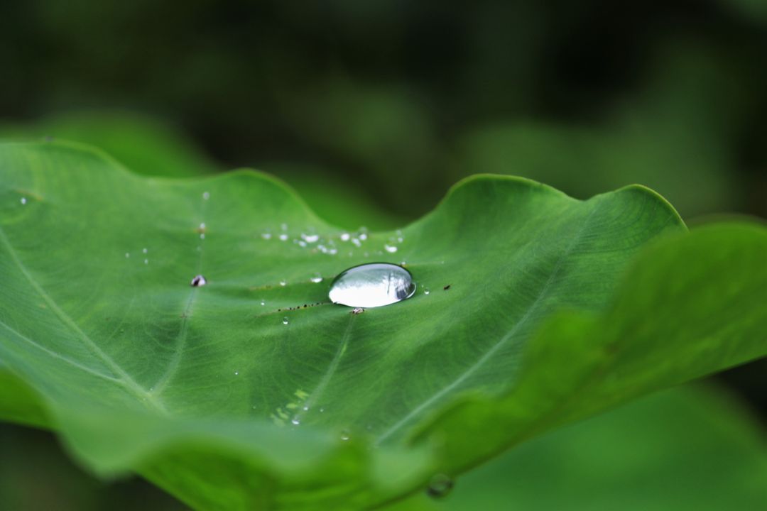 Close up of water drops on leaf - Free Images, Stock Photos and Pictures on Pikwizard.com