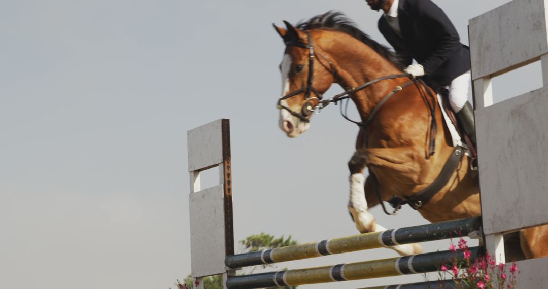 Equestrian Jumping over Hurdle in Competition - Free Images, Stock Photos and Pictures on Pikwizard.com