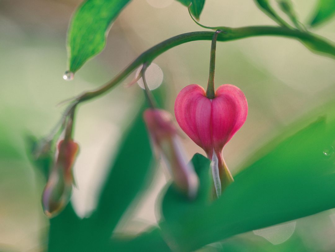 Close-up of pink bleeding heart flower on blurred background - Free Images, Stock Photos and Pictures on Pikwizard.com