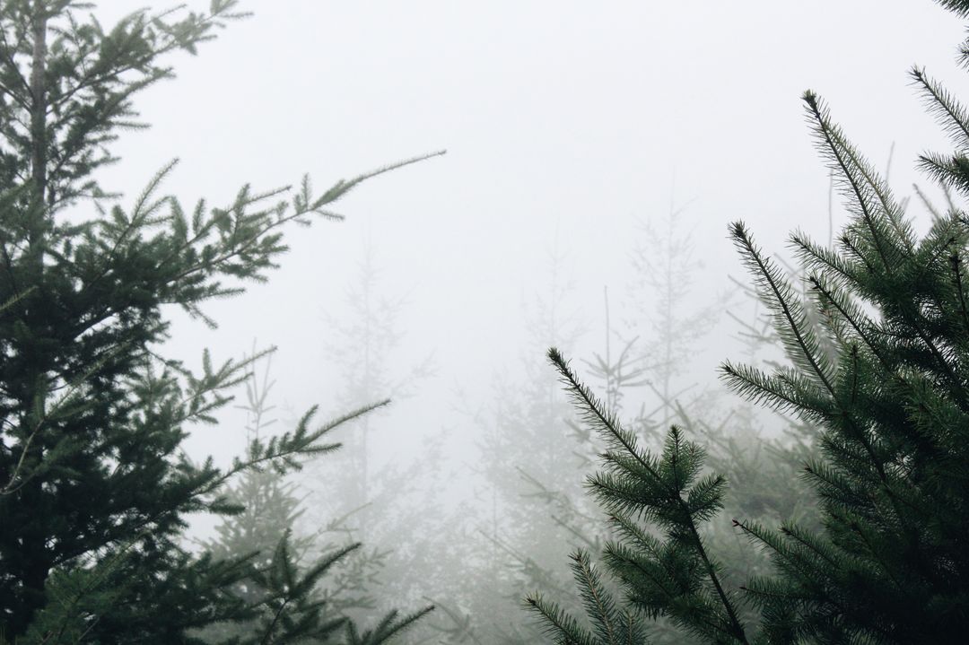Misty Pine Forest with Dense Fog and Pine Tree Branches - Free Images, Stock Photos and Pictures on Pikwizard.com