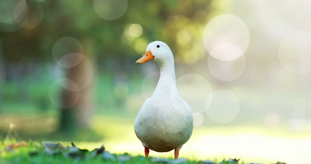 Serene Goose in Sunlit Park with Soft Bokeh