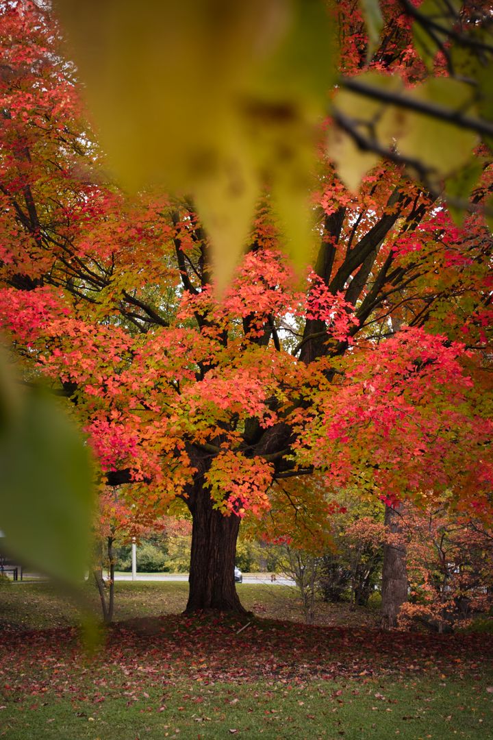 Vibrant Autumn Tree in Full Red and Orange Foliage