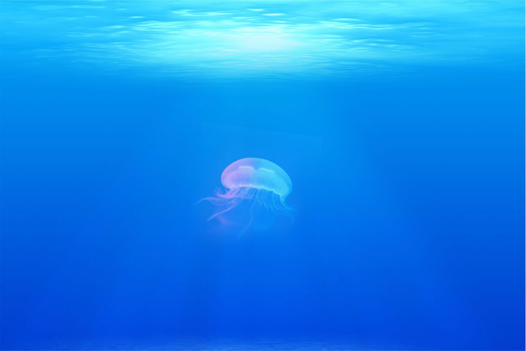Jellyfish under water sea  - Free Images, Stock Photos and Pictures on Pikwizard.com