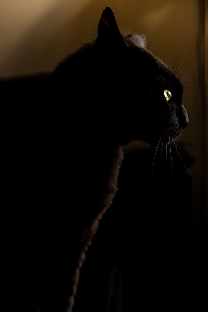 Mysterious Black Cat in Low Light with Glowing Eyes - Free Images, Stock Photos and Pictures on Pikwizard.com
