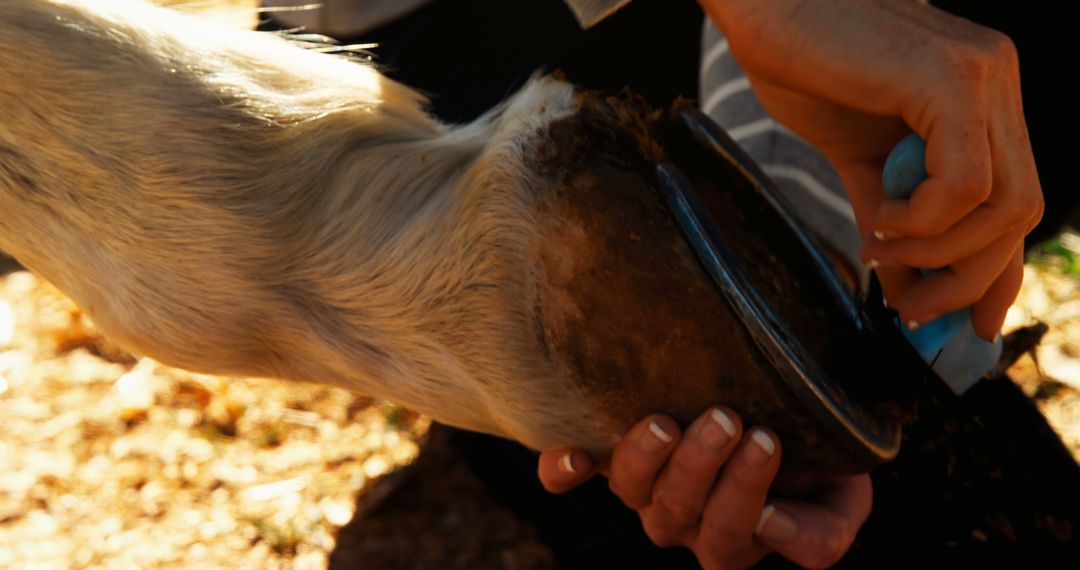 Person Caring for Horse's Hoof - Free Images, Stock Photos and Pictures on Pikwizard.com