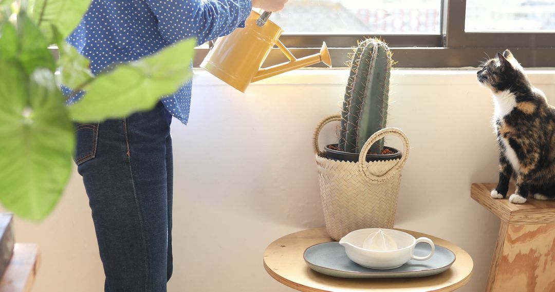 Person Watering Cactus with Cat Sitting Nearby by Indoor Window - Free Images, Stock Photos and Pictures on Pikwizard.com