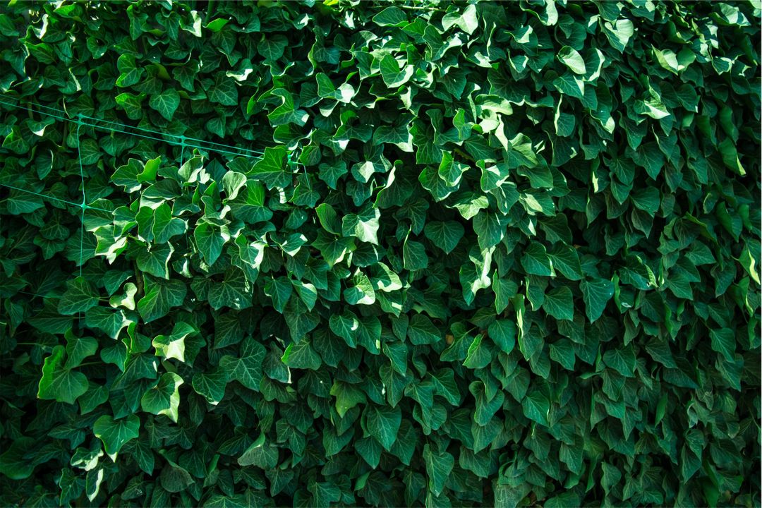 Dense Green Ivy Leaves Covering Wall in Nature - Free Images, Stock Photos and Pictures on Pikwizard.com