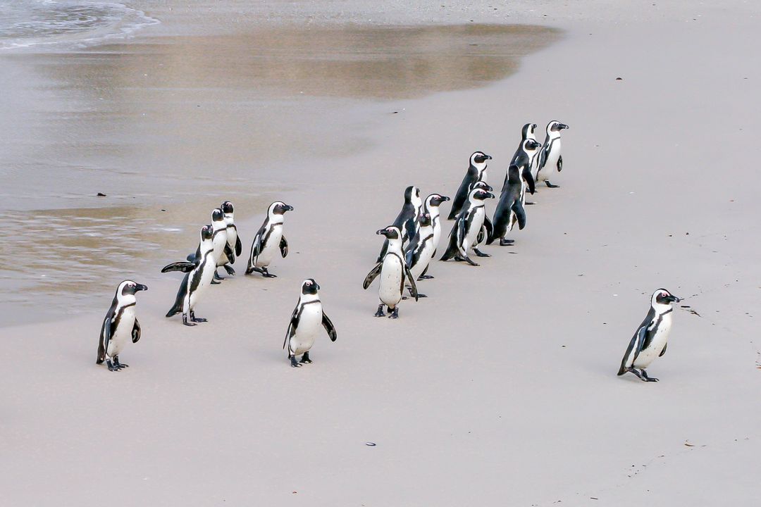 Group of African penguins at the sandy beach near the ocean - Free Images, Stock Photos and Pictures on Pikwizard.com
