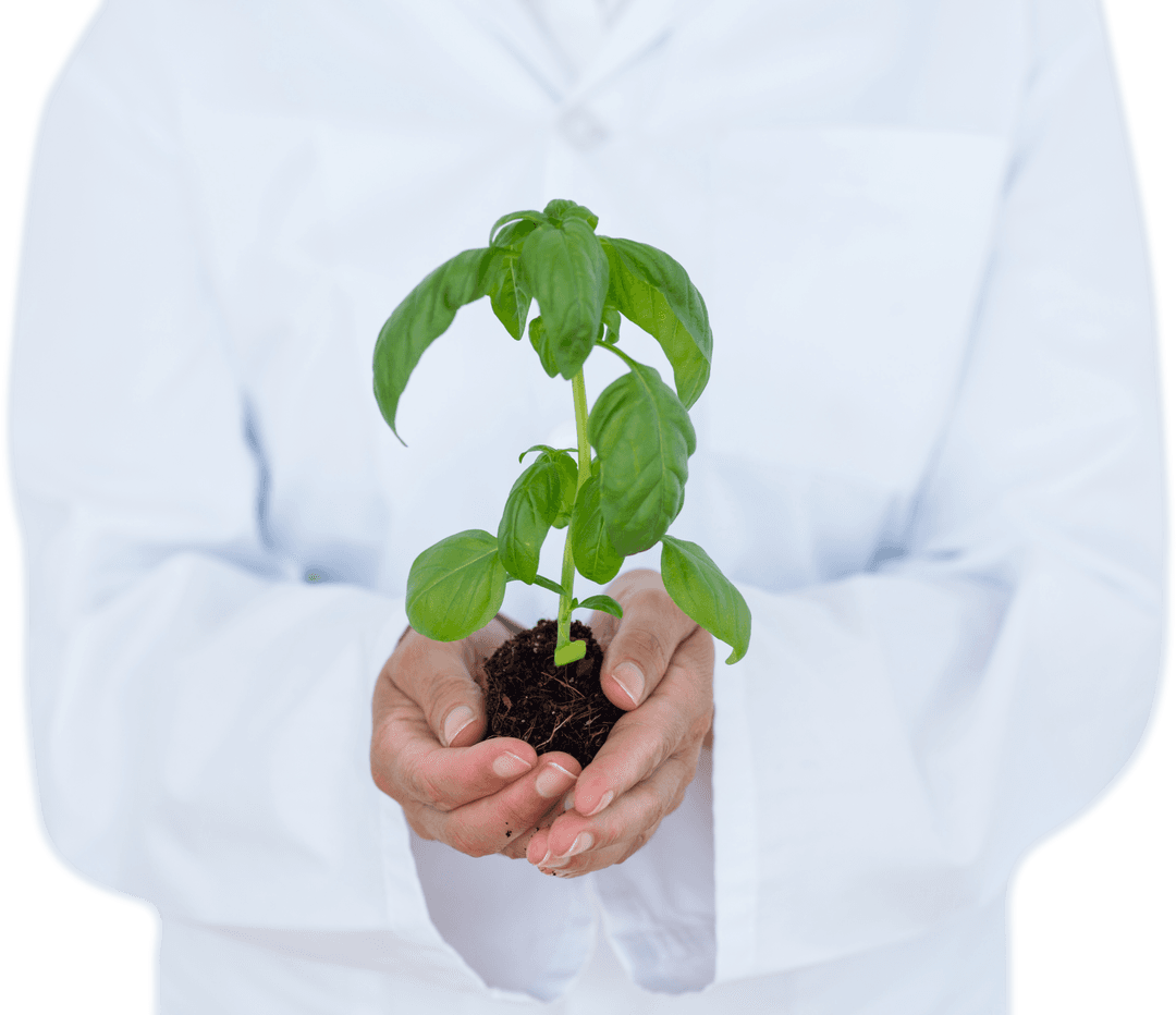 Scientist in Lab Coat Holding Transparent Basil Plant for Research