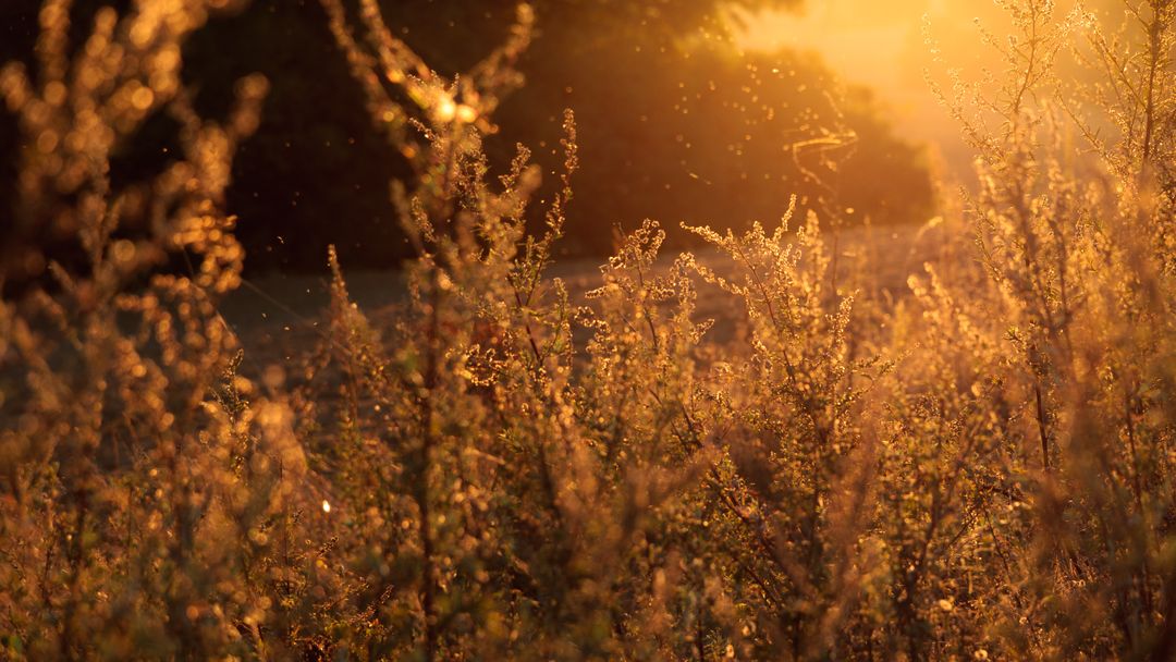 Golden Meadow at Sunset with Flying Insects - Free Images, Stock Photos and Pictures on Pikwizard.com