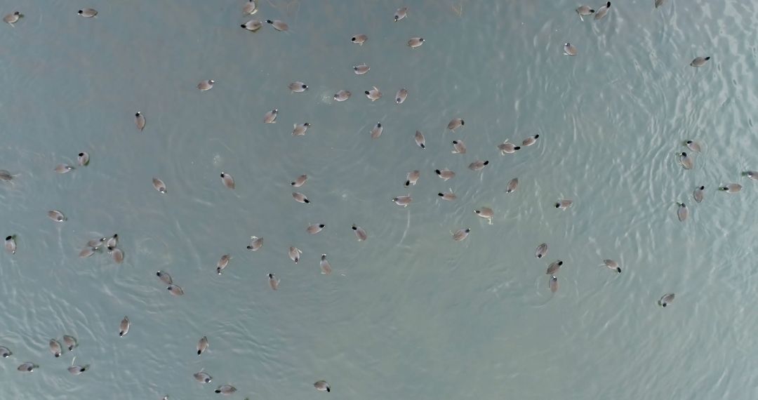 Aerial view of a flock of flamingos in shallow water - Free Images, Stock Photos and Pictures on Pikwizard.com
