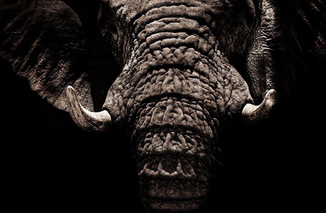 Monochrome Close-Up of Majestic Elephant Face and Tusks Highlighting Wrinkled Texture