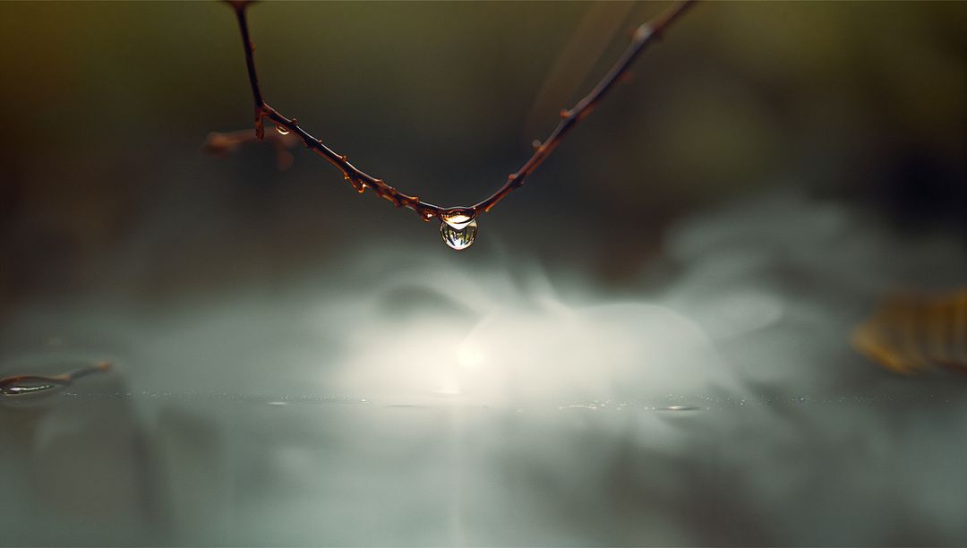 Water Droplet Hanging on Twig Reflecting Soft Light in Garden