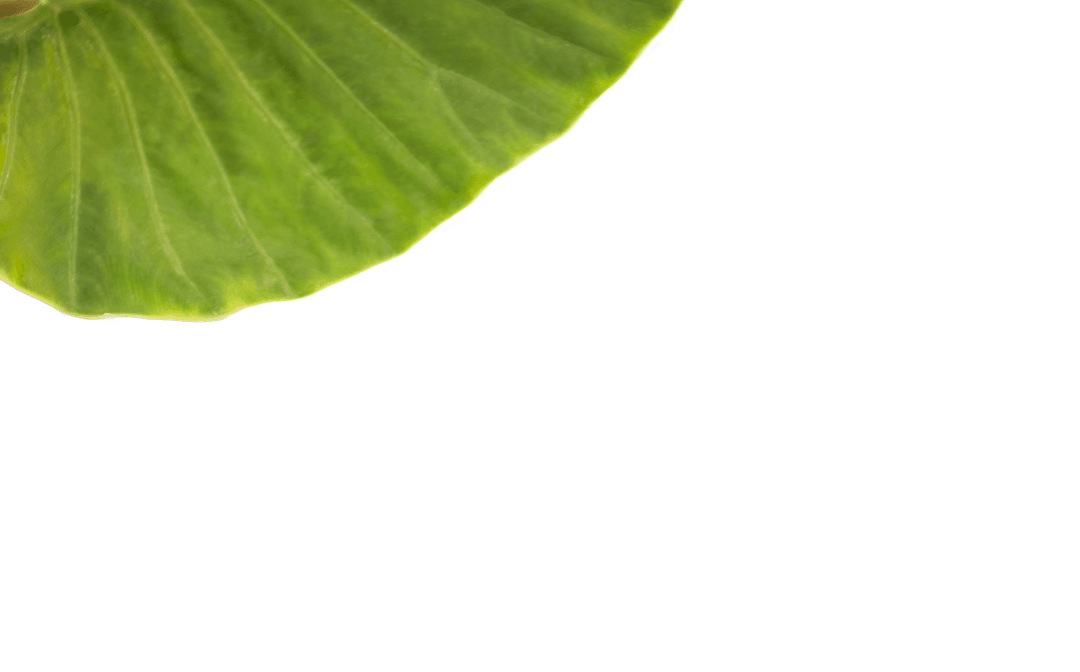 Vibrant Green Leaf Transparent Slice with Detailed Veins