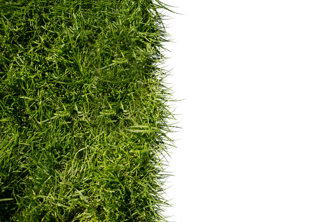 Green Grass Top View Isolated on Transparent background
