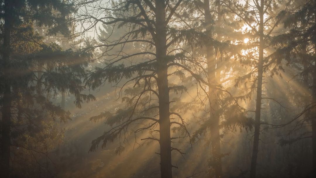 Misty Sunlight Breaking Through Forest Pines at Dawn