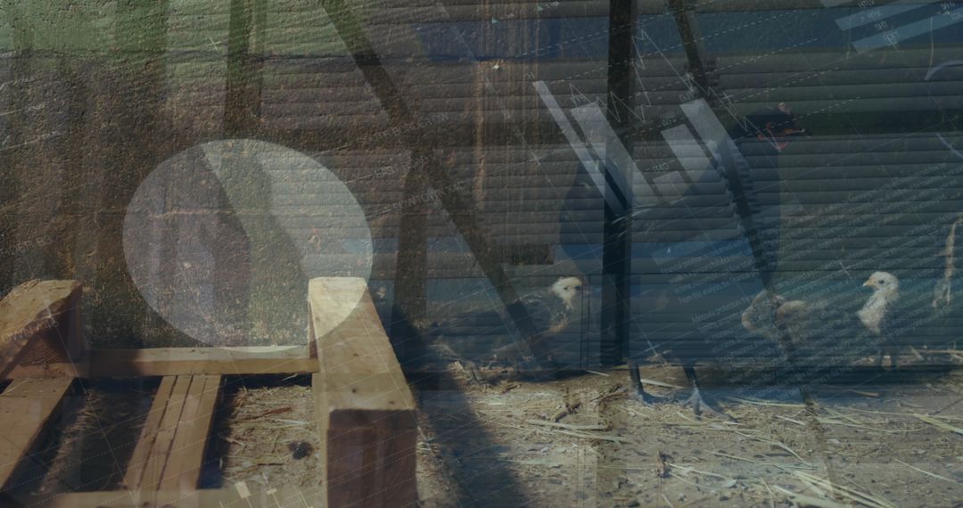 Digital Processing Theme over Rustic Farming with Chickens