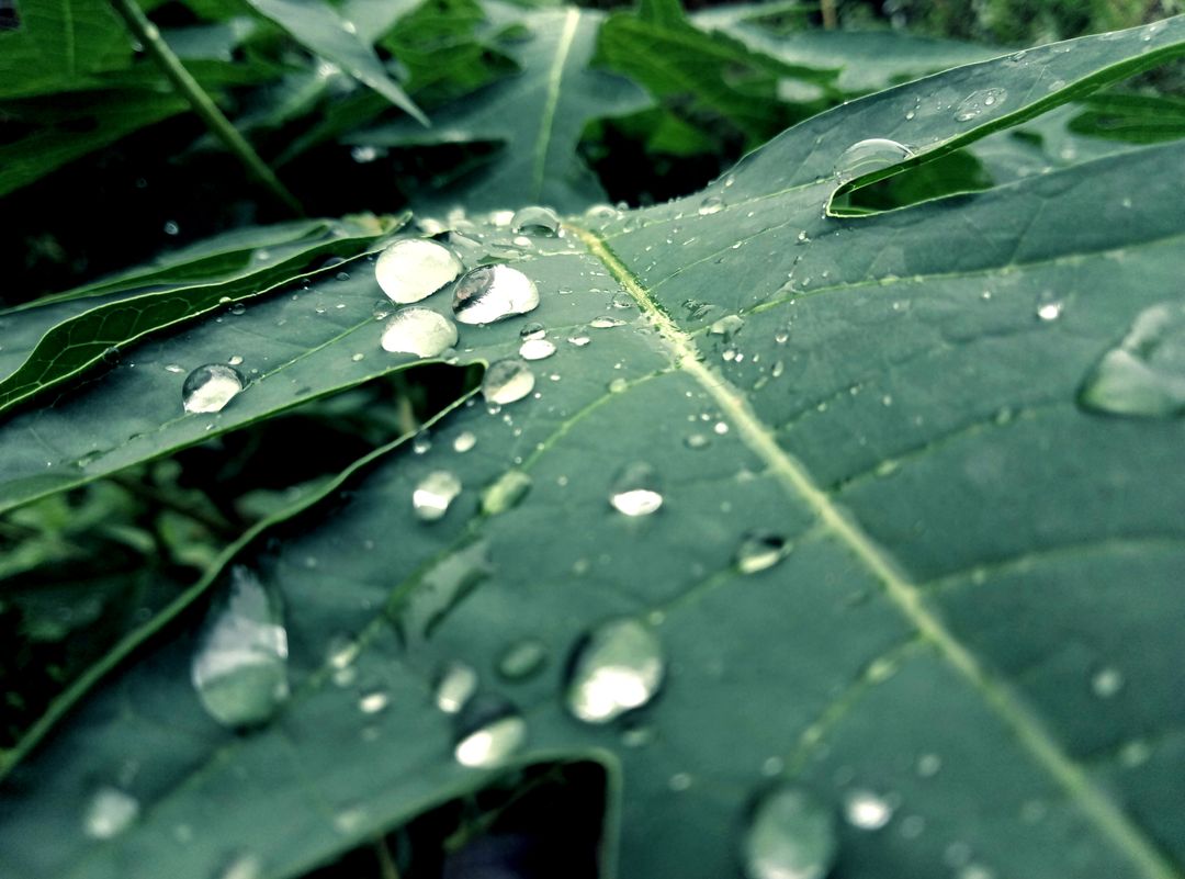 Drop Leaf Rain - Free Images, Stock Photos and Pictures on Pikwizard.com
