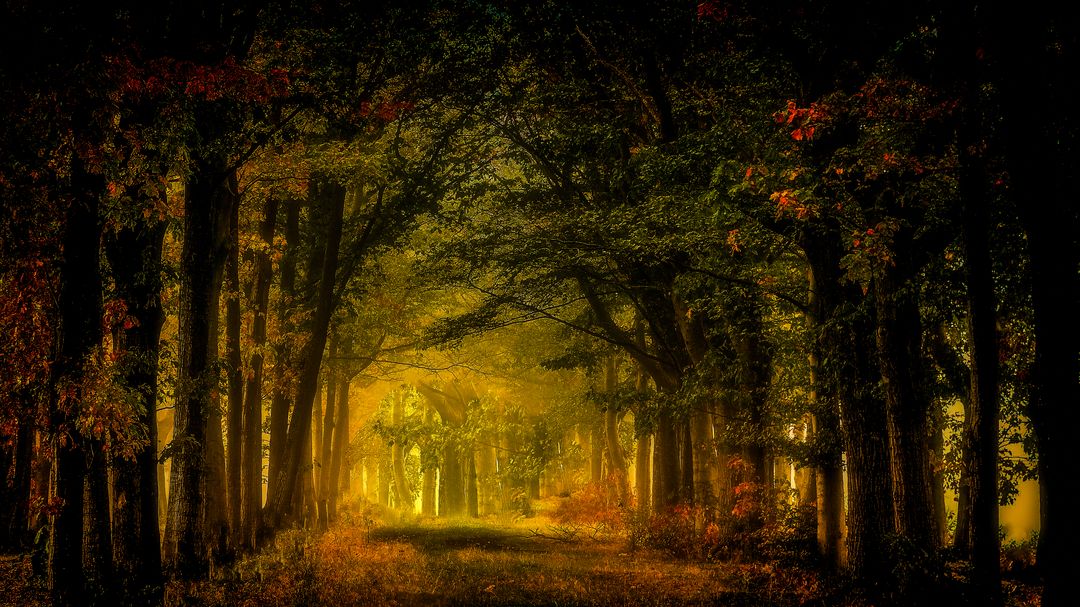 Mystical Forest Path with Autumn Foliage - Free Images, Stock Photos and Pictures on Pikwizard.com