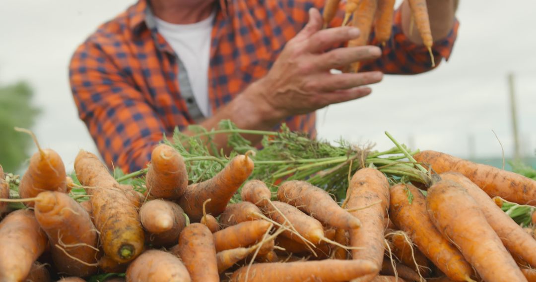 Farmer Harvesting Fresh Carrots on Organic Farm - Free Images, Stock Photos and Pictures on Pikwizard.com