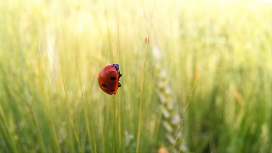 Ladybug Climbing Reed in Sunlit Meadow - Free Images, Stock Photos and Pictures on Pikwizard.com