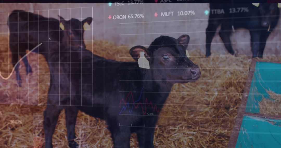 Calves with Digital Overlay Showing Farm Analytics and Data