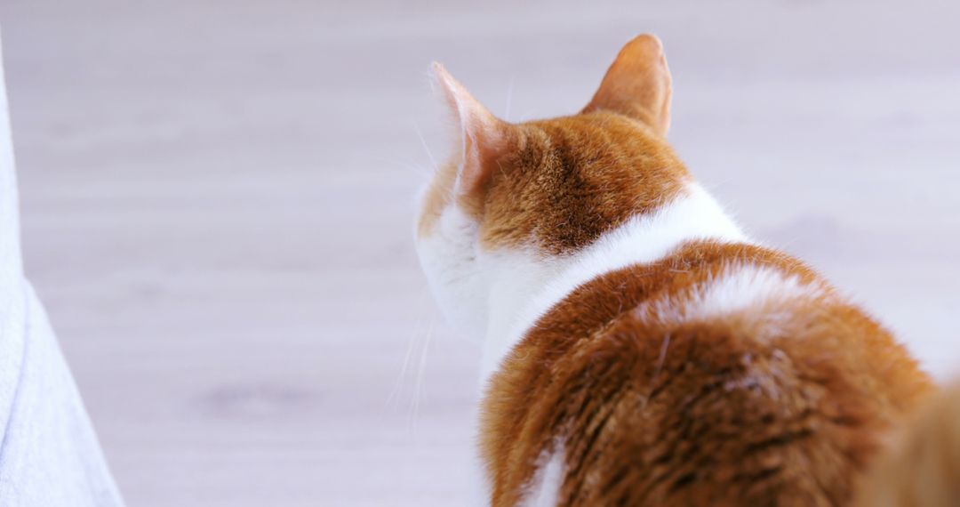 Back View Close-Up of Brown and White Cat Indoors - Free Images, Stock Photos and Pictures on Pikwizard.com