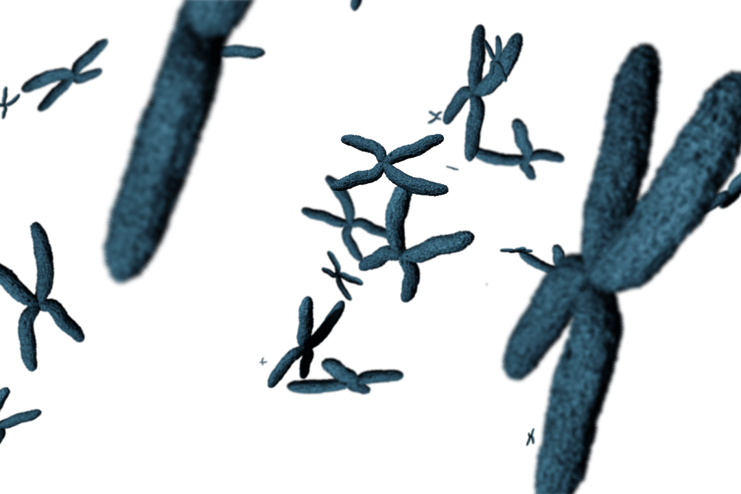 DNA Chromosomes on Transparent Background Vector