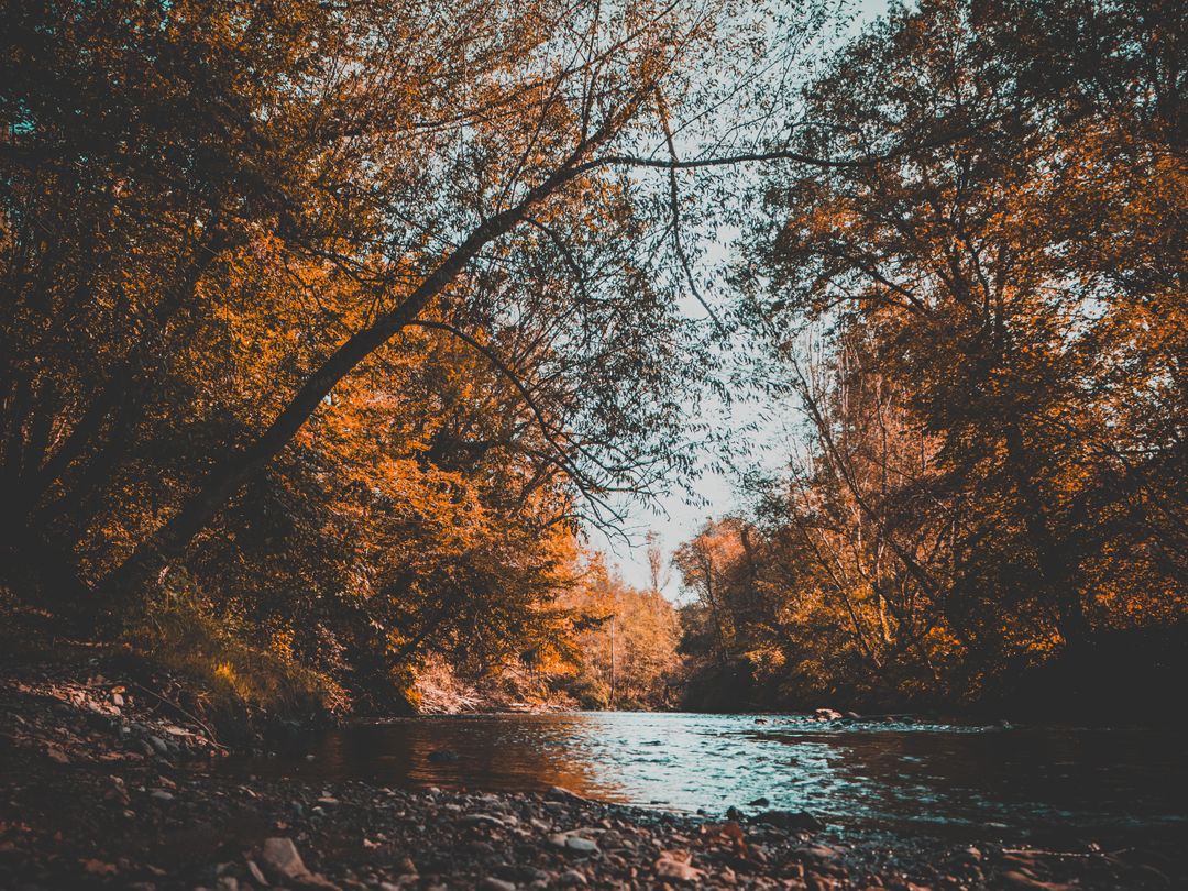 Serene Autumn River in Forest with Morning Sunlight - Free Images, Stock Photos and Pictures on Pikwizard.com