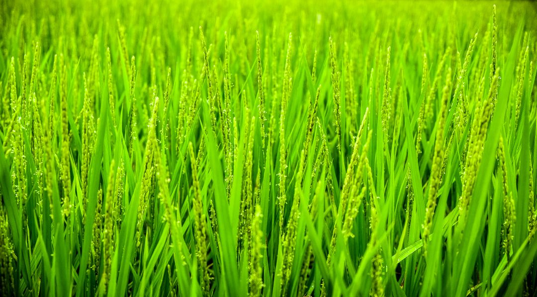 Green Wheat Field during Daytime - Free Images, Stock Photos and Pictures on Pikwizard.com