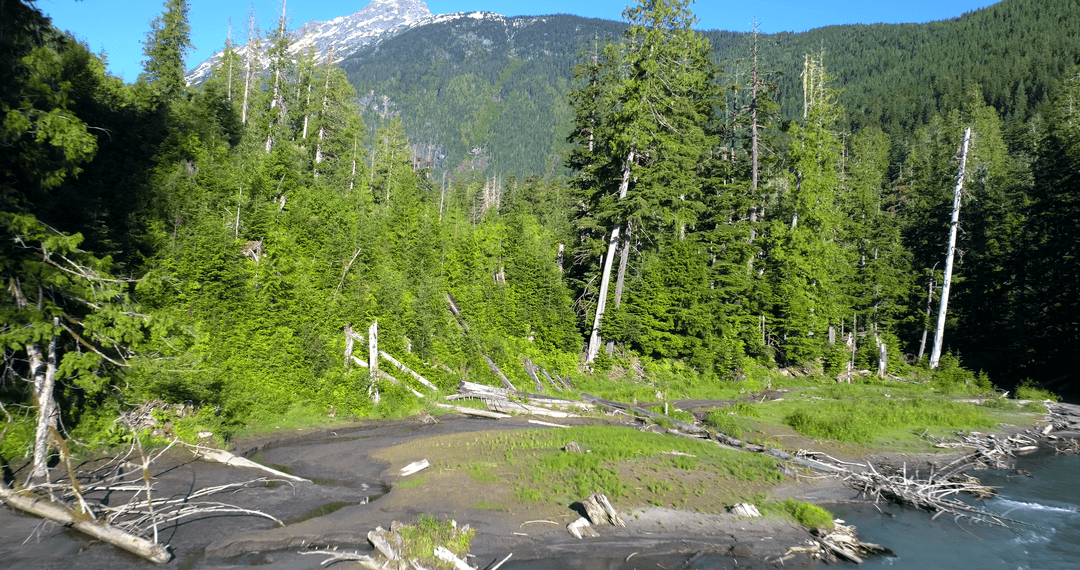 Lush Forest with Tall Trees on Sunny Day Beside Stream