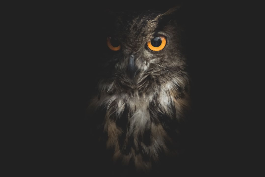 Mysterious Owl with Glowing Orange Eyes in Darkness - Free Images, Stock Photos and Pictures on Pikwizard.com
