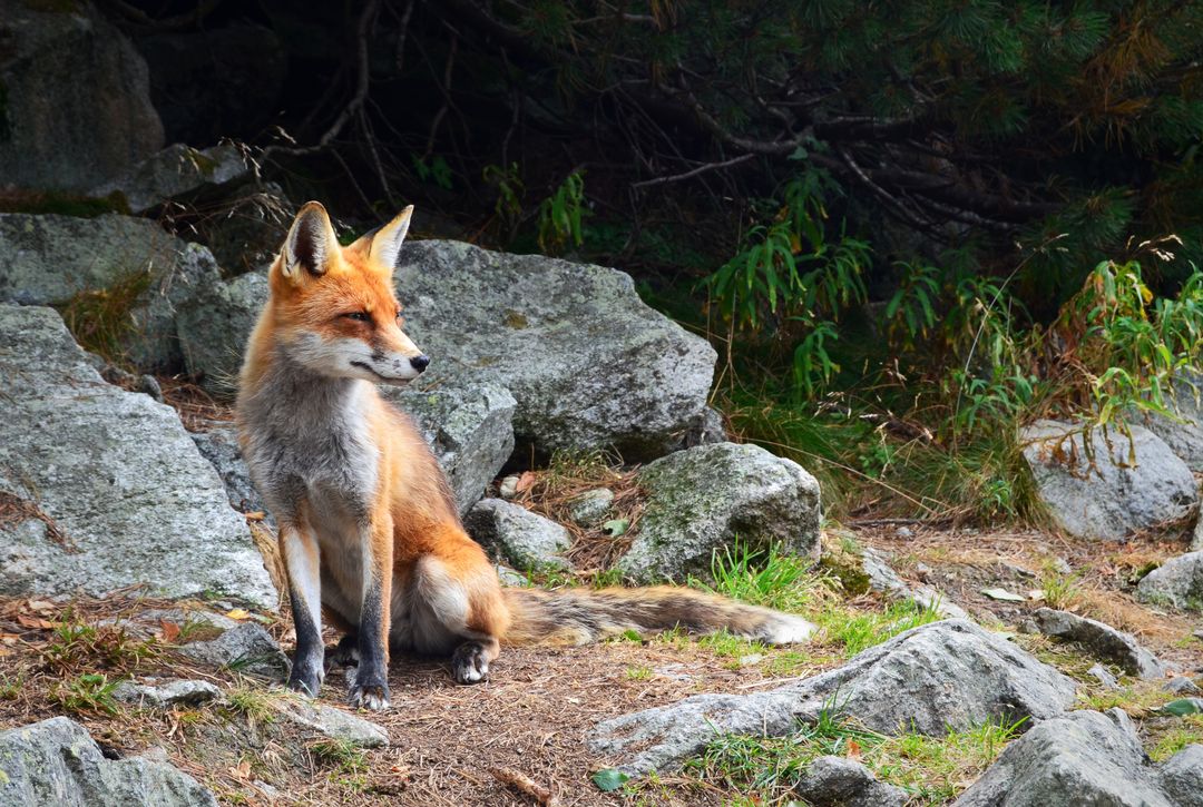 Red Fox Sitting on Rocks in Natural Forest Setting - Free Images, Stock Photos and Pictures on Pikwizard.com
