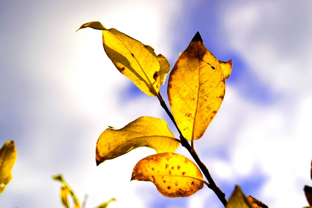 Close-Up of Golden Autumn Leaves Against Blue Sky - Free Images, Stock Photos and Pictures on Pikwizard.com