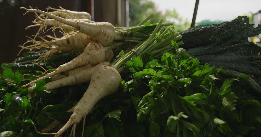 Fresh Parsnips and Kale on Display at Farmers Market - Free Images, Stock Photos and Pictures on Pikwizard.com