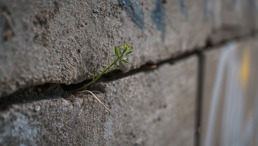 Tiny green sprout emerging through narrow concrete crack on gritty urban wall texture