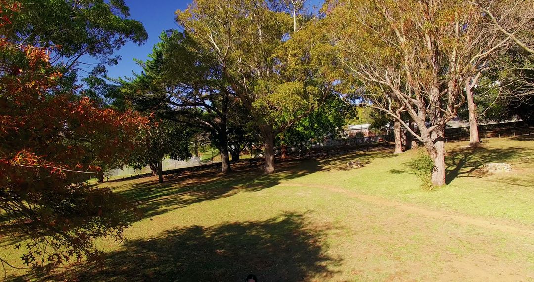 Tranquil Park with Autumn Trees under Clear Blue Sky - Free Images, Stock Photos and Pictures on Pikwizard.com