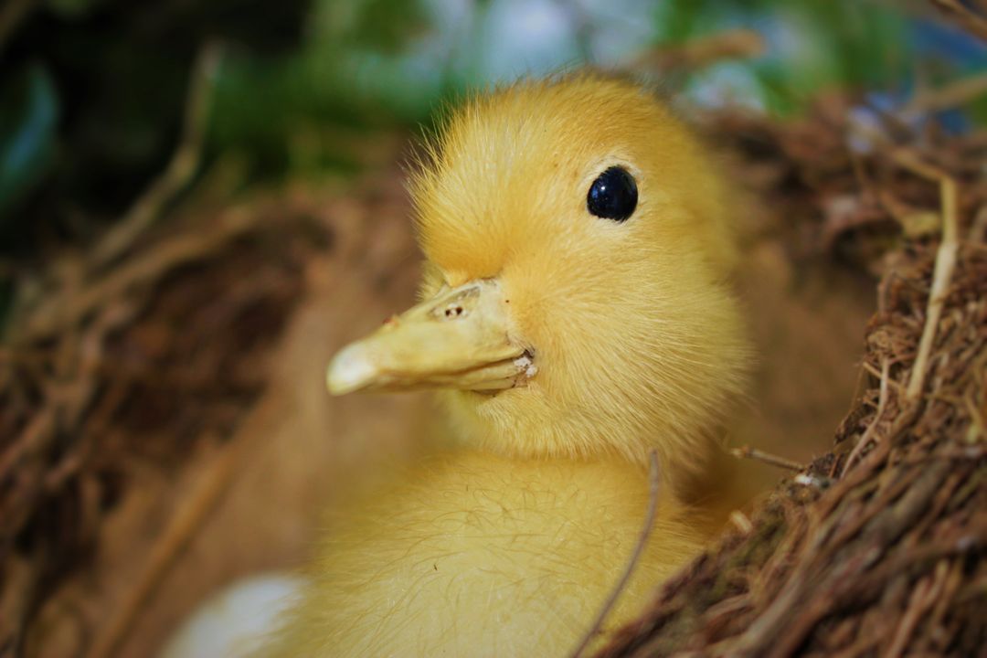 Close-Up of Fuzzy Yellow Duckling Resting in Nest - Free Images, Stock Photos and Pictures on Pikwizard.com