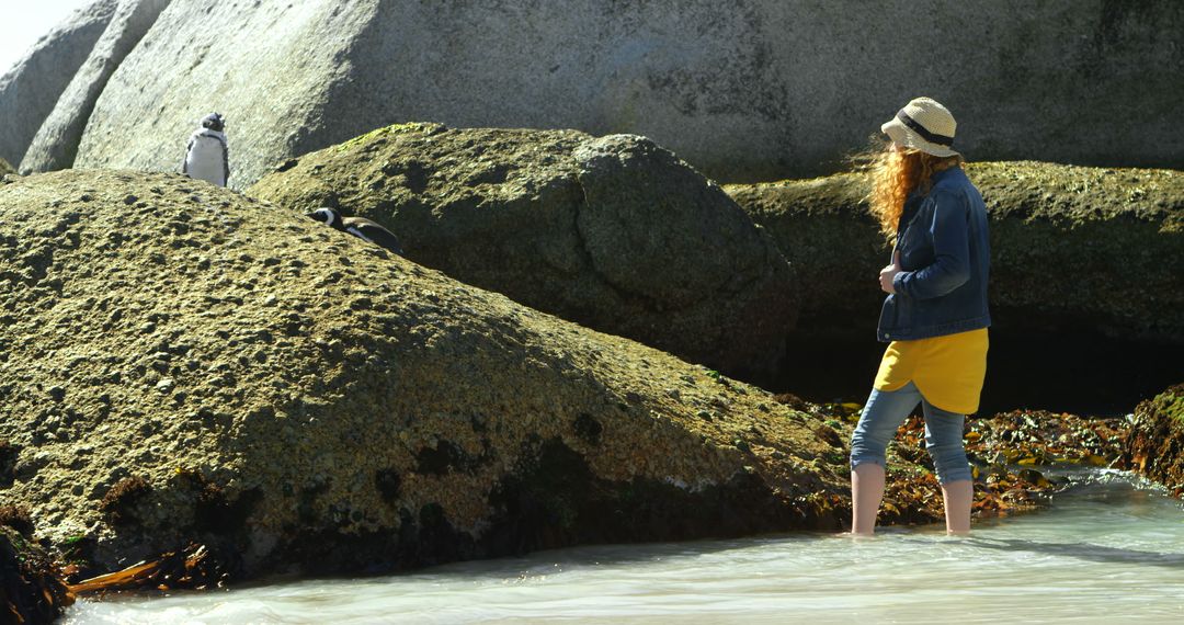 Woman Observing Penguins on Rocky Shoreline - Free Images, Stock Photos and Pictures on Pikwizard.com