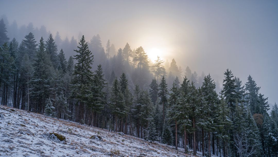 Sunlight Peeking Through Mist Over Snow-Dusted Pines on Sloping Hillside at Dawn
